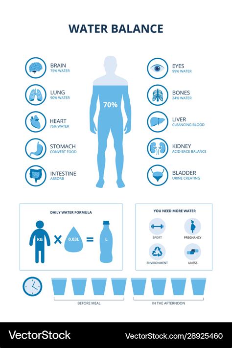 Water Balance In Human Body