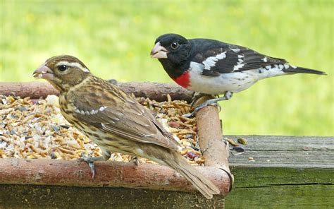 Rose-breasted Grosbeak pair - FeederWatch