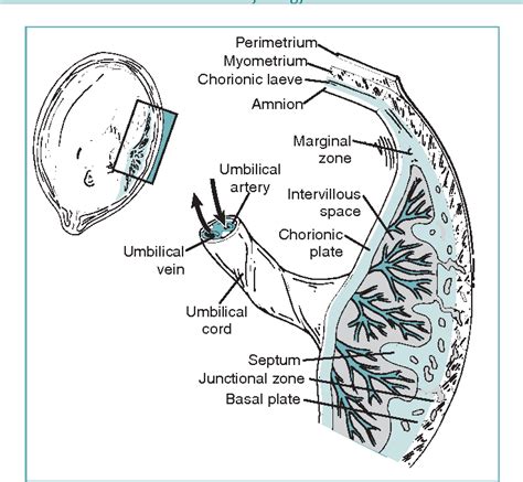 Placenta Structure Anatomy