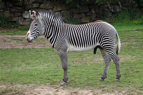 Zèbre De Grevy Description Photos Instinct Animal