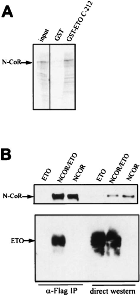 Eto Interacts With N Cor In Vitro And In Mammalian Cells A Eto