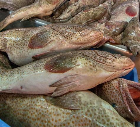 Brown Grouper Fresh Grouper Chilled Seafood India Price Supplier 21food