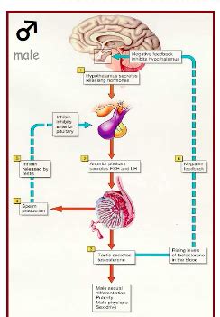 Male hormone system Diagram | Quizlet