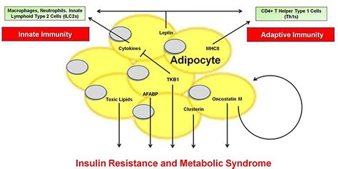 Frontiers Editorial The Immunomodulatory Roles Of Adipocytes