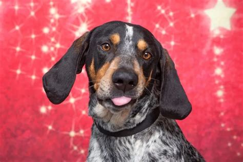 Blue Tick Beagle Hound - BEAUTIFUL Color Variation!