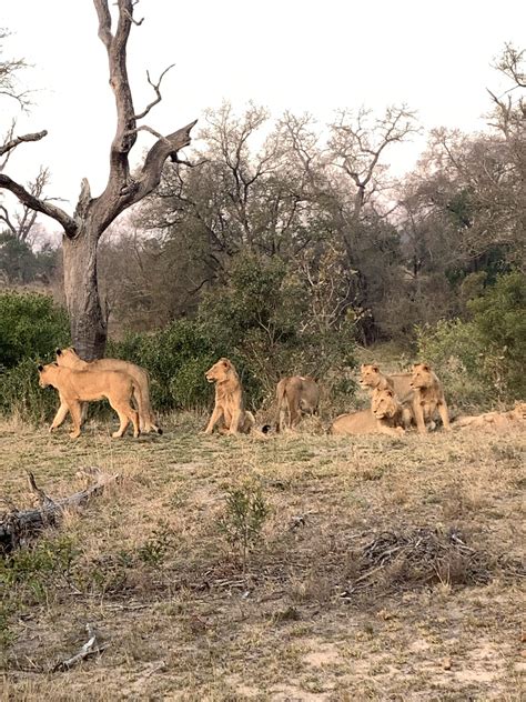 Arathusa Safari Lodge: The Best South African Safari Lodge