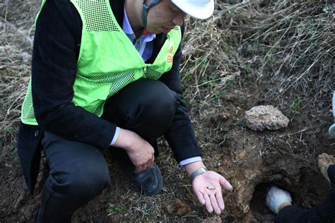 枣阳开展春季白蚁普查防治 确保水库安全运行 荆楚网 湖北日报网