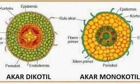 Tumbuhan Monokotil: Pengertian, Akar, Batang, Daun & Contoh