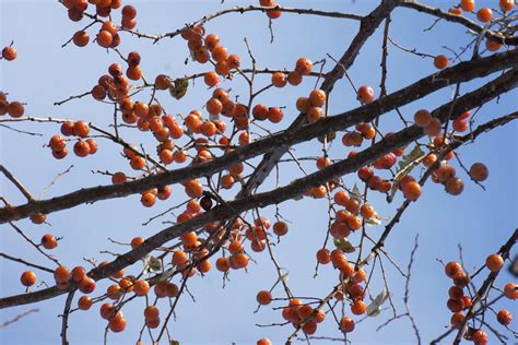 The American Persimmon in Michigan – OIKOS Tree Crops