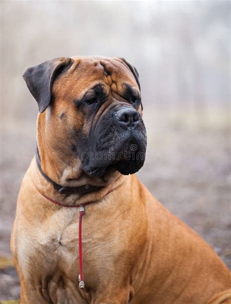 English Mastiff dog stock photo. Image of background - 67536842