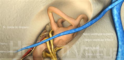 Blocoa Anatomia Orelha Homem Virtual