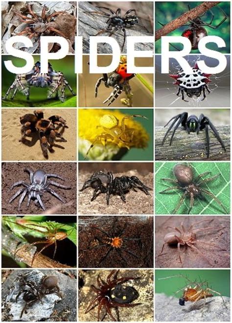 Top 10 Interesting And Fun Facts About Spiders Owlcation