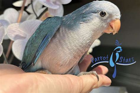 Baby Blue Quaker Parrot Available At Parrot Stars