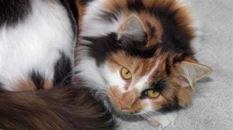 Cats: Breeds, Names, Expert Care Tips - Parade Pets