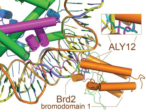 Bromodomains and Inflammation | Cayman Chemical