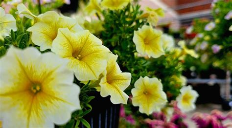 Petunia Colors: What Colors do Petunias Bloom?