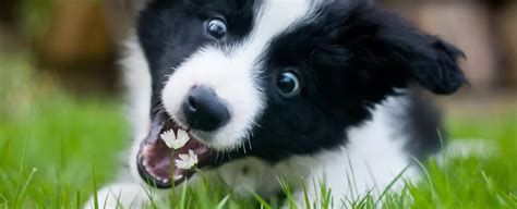 Por Que Os Cachorros Comem Grama Descubra O Motivo Por Tr S Desse