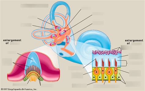 Maculae and Crista Ampullaris Diagram | Quizlet