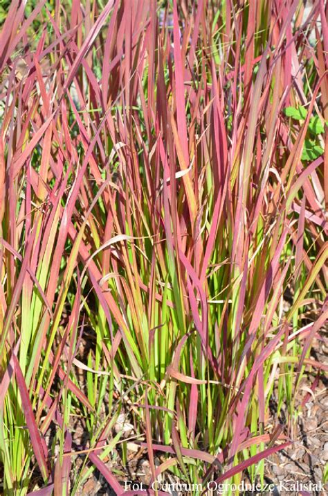 Imperata Cylindrica Red Baron Imperata Cylindryczna