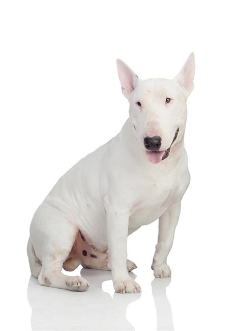 Bull Terrier Dog Breed Information Facts Traits Pictures More Love