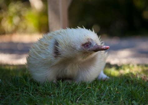 Meet Leo The Albino Echidna And Some Of His Albino Mates | HuffPost ...