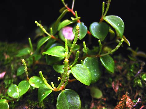 Peperomia Plant Piperaceae Image At Phytoimages Siu Edu