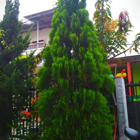 Paling Bagus 20+ Gambar Bunga Cemara Kipas - Gambar Bunga Indah