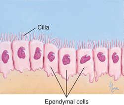 Ependymal cells | definition of Ependymal cells by Medical dictionary