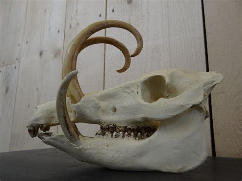 Réplica del cráneo de Babirusa 252121 cm Catawiki