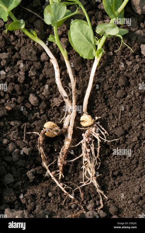 Root nodules with Rhizobium bacteria on the roots of a Garden Pea ...