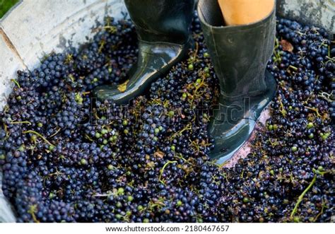 494 Grape Stomping Images Stock Photos And Vectors Shutterstock