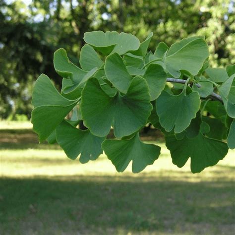 Arbre Aux Cus Ginkgo Biloba Vente Arbres Forestiers