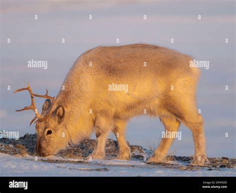 Female Svalbard Reindeer Rangifer Tarandus Platyrhynchus Near