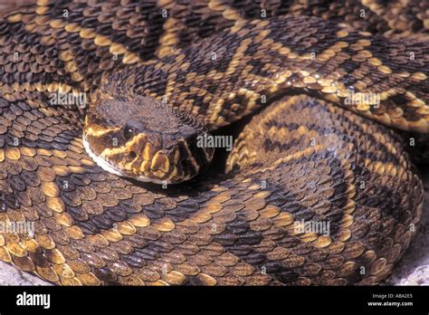 Eastern Diamondback Rattlesnake at Everglades National Park Florida USA ...