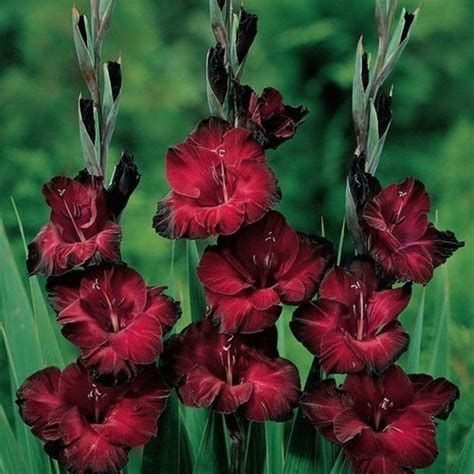 Francis Peeters Gladiolus Black Jack Rtbf Jardins Loisirs