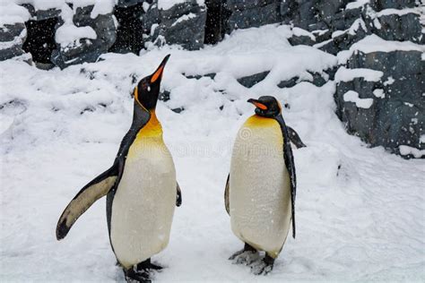 Emperor Penguin during Winter with Snow Ground Stock Image - Image of ...