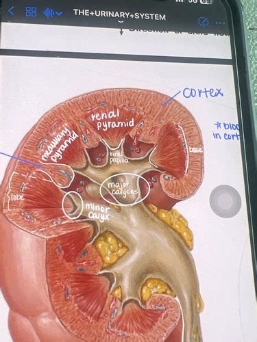 The Urinary System Flashcards Quizlet