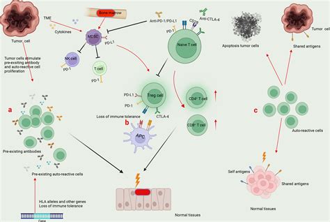 Frontiers Immune Checkpoint Inhibitor Associated Toxicity In Advanced