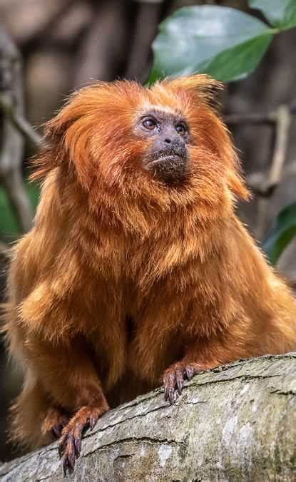 Львиные игрунки (Leontopithecus) - особенности, распространение и ...