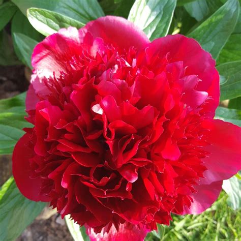 Paeonia lactiflora Adolphe Rousseau Lágyszárú bazsarózsa telt virágú