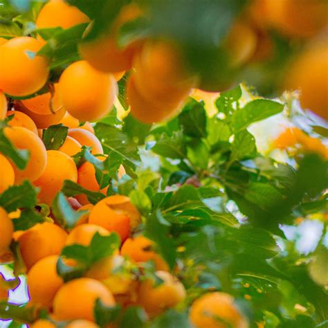 Aprikosen Mirabellen Online Kaufen Bestellen Garten Schl Ter