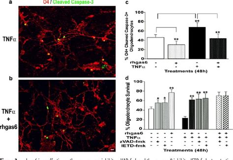 Figure 1 From Gas6 Axl Signaling Activates The Phosphatidylinositol 3