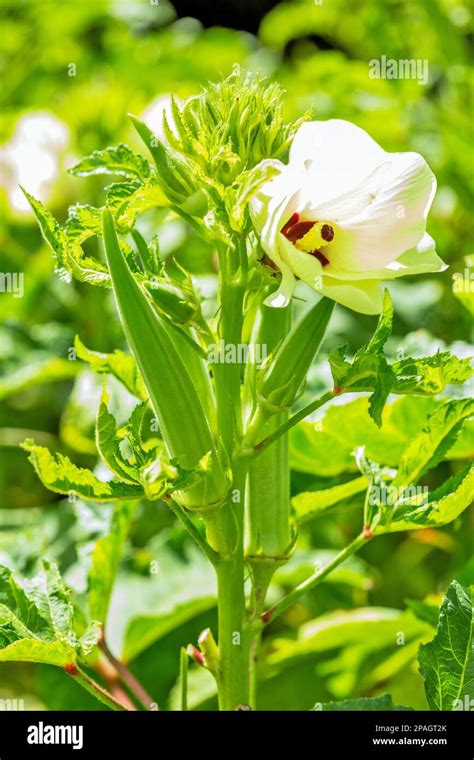 Cierre De Okra Creciente O Okro Abelmoschus Esculentus También