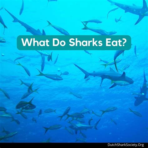 What Do Sharks Eat? - Dutch Shark Society