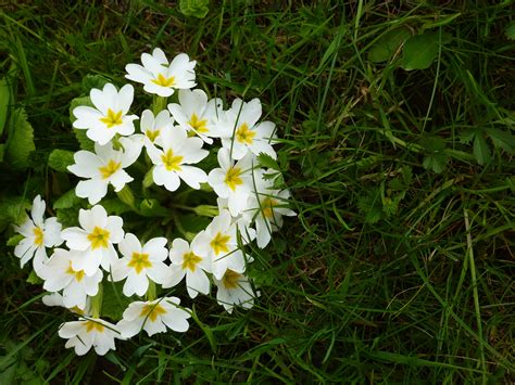 Free Images Nature Grass White Meadow Botany Flora Wild Flower