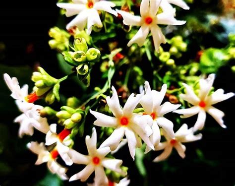 Parijat Tree 101 : Steps To Grow Night-Flowering Jasmin