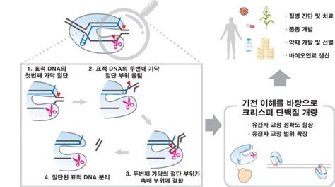 국내 연구진 유전자 가위의 한계 극복 실마리 찾았다 아시아경제