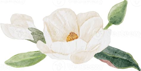 Watercolor White Magnolia Flower And Leaf Branch Bouquet 9390940 Png