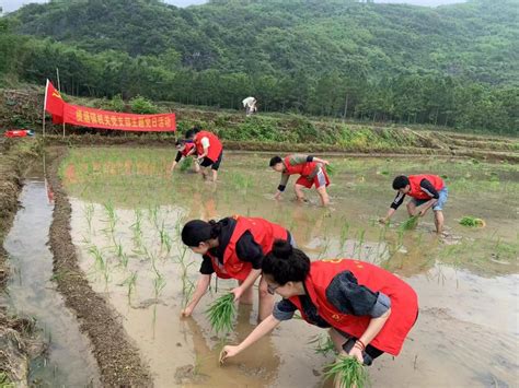 横塘镇春耕正当时 助农插秧忙 乡镇动态 东安县人民政府网