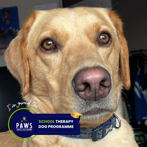 PAWS Therapy & Assistance Dog Training